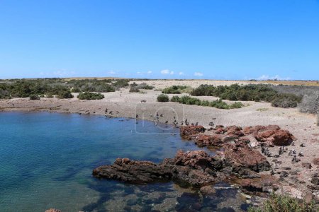 Téléchargez les photos : La colonie de manchots de Magellan à Punta Tombo réserve naturelle sur la rive de l'océan Atlantique en Patagonie, Argentine - en image libre de droit