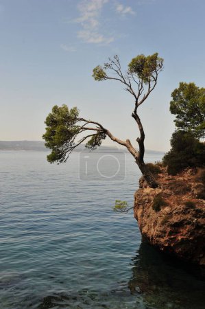 Foto de Una pequeña isla rocosa con árboles en el mar - Imagen libre de derechos