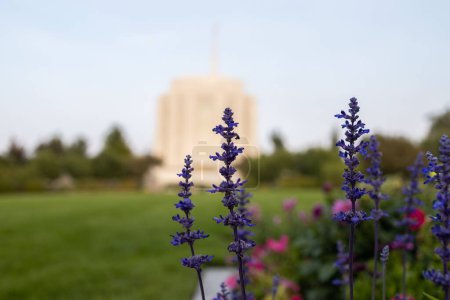 Téléchargez les photos : Les fleurs violettes avec le temple Rexburg Idaho LDS en arrière-plan - en image libre de droit