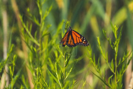 Foto de Un primer plano de una mariposa monarca posada sobre hierba - Imagen libre de derechos