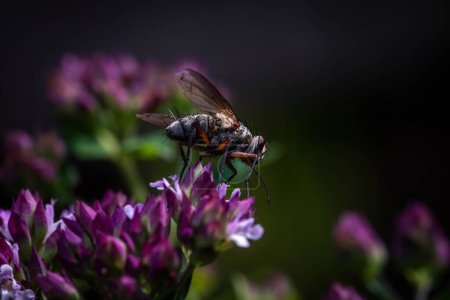 Foto de Un primer plano de una mosca sobre flores púrpuras. - Imagen libre de derechos