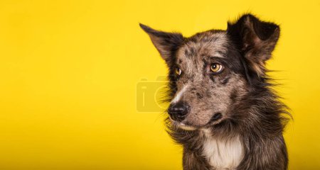 Photo for A cute border collie puppy isolated on yellow background with a copy space - Royalty Free Image