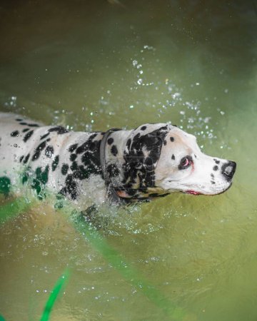 Photo for A vertical shot of a cute Dalmatian dog swimming in the waters of a river during the daytime - Royalty Free Image