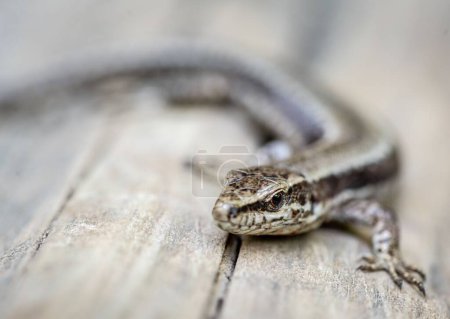 Foto de Un primer plano de Podarcis muralis, lagarto común en una superficie de madera. - Imagen libre de derechos