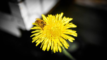 Téléchargez les photos : Un gros plan d'une abeille domestique sur un pissenlit. - en image libre de droit