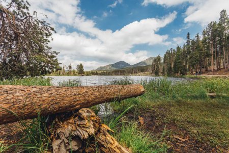 Téléchargez les photos : Une vue panoramique d'un lac dans les bois entouré par la nature verte sauvage en plein jour - en image libre de droit