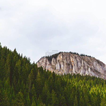 Foto de Un denso bosque verde con una gran montaña en el fondo contra el cielo azul - Imagen libre de derechos