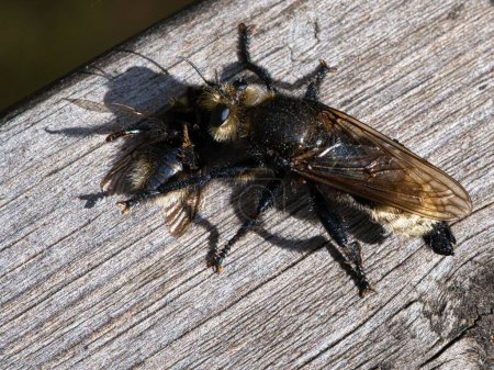 Téléchargez les photos : Une mouche jaune assassinée ou une mouche jaune voleuse avec un bourdon comme proie - en image libre de droit