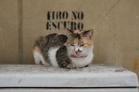 Téléchargez les photos : Un gros plan d'un chat calico en colère assis sur l'objet blanc près du mur - en image libre de droit
