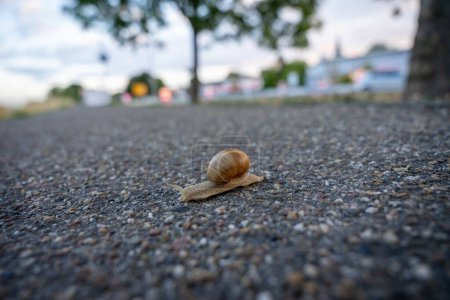 Foto de Un primer plano de un caracol arrastrándose por el suelo - Imagen libre de derechos