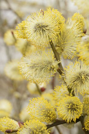 Foto de Un primer plano vertical sobre un gatito Willow macho, Salix caprea cargado con polen amarillo - Imagen libre de derechos
