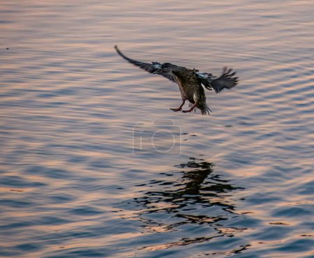 Photo for The mallard or wild duck (Anas platyrhynchos) is about to descend to the surface of the water at sunset - Royalty Free Image