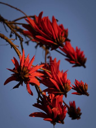 Foto de Un primer plano vertical de flores rojas en el árbol de Erythrina sobre fondo azul - Imagen libre de derechos