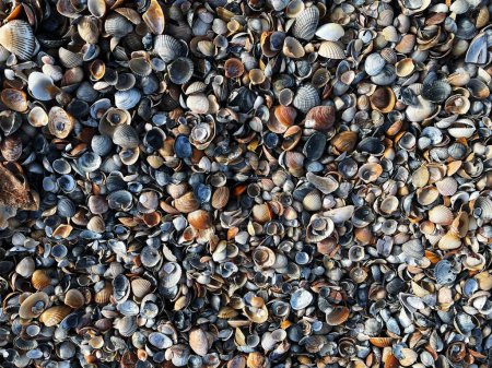 Foto de Una vista superior del patrón de conchas en la orilla - Imagen libre de derechos