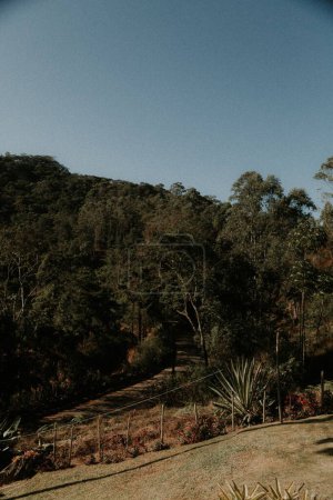 Téléchargez les photos : Une vue naturelle d'une forêt tropicale à Rio de Janeiro, Brésil par une journée ensoleillée - en image libre de droit