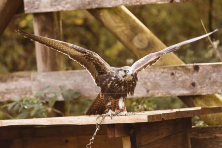Téléchargez les photos : Un gros plan d'un faucon Altaï enchaîné sur un quai en bois dans le zoo avec un arrière-plan flou - en image libre de droit