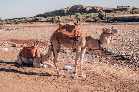 Foto de Dos camellos cerca de Ait ben haddou en Marruecos - Imagen libre de derechos