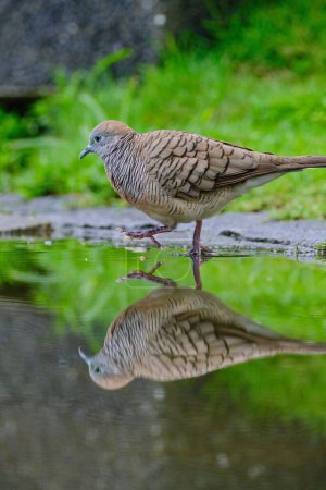 Photo for A closeup of Zebra dove (Geopelia striata) walking through water puddle, showing a great reflection - Royalty Free Image