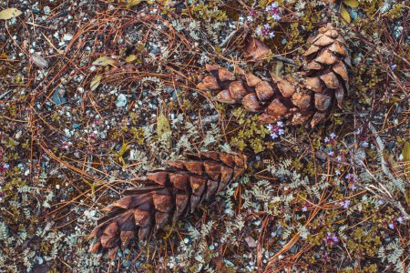 Téléchargez les photos : Une vue de dessus de deux cônes de conifères tombés sur le sol des bois - en image libre de droit