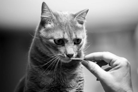 Photo for A grayscale of the owner hand-feeding her American Shorthair cat at home on the blurred background - Royalty Free Image