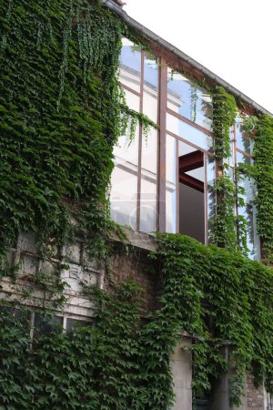 Photo for A vertical shot of a modern building exterior with growing green ivy plants - Royalty Free Image