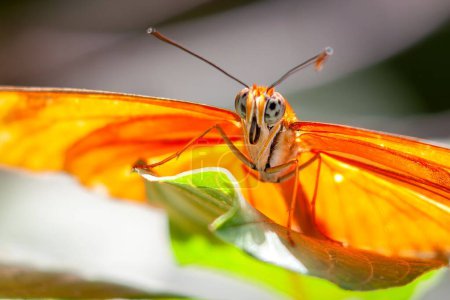 Foto de Una macro toma de la mariposa Julia posada sobre una hoja verde con alas abiertas con fondo borroso - Imagen libre de derechos