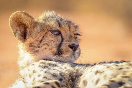 Foto de Cheetah en las llanuras del Parque Nacional del Serengeti - Imagen libre de derechos