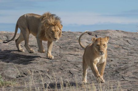 Foto de Poderoso León observando a las leonas que están listas para la caza - Imagen libre de derechos