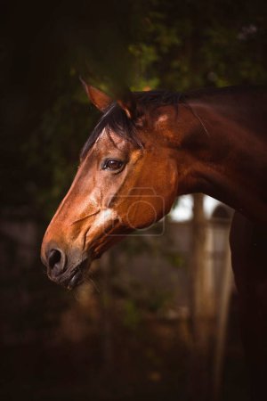 Téléchargez les photos : Gros plan vertical d'un cheval de selle pur-sang debout dans une ferme - en image libre de droit