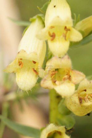 Photo for A closeup of blooming yellow Digitalis lutea  flowers - Royalty Free Image