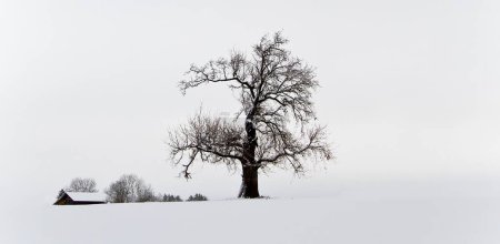 Téléchargez les photos : Vue en noir et blanc d'un chêne recouvert de neige solitaire un jour d'hiver - en image libre de droit