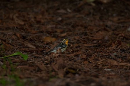 Foto de Un curruca del bosque de abetos (Setophaga fusca) en un bosque - Imagen libre de derechos