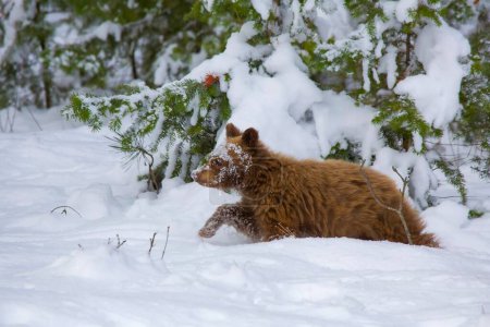 Téléchargez les photos : Gros plan d'un ourson brun mignon marchant sur la neige. Montana, États-Unis. - en image libre de droit