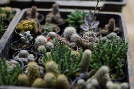 Foto de Una vista superior de cactus y plantas suculentas en macetas en el suelo - Imagen libre de derechos