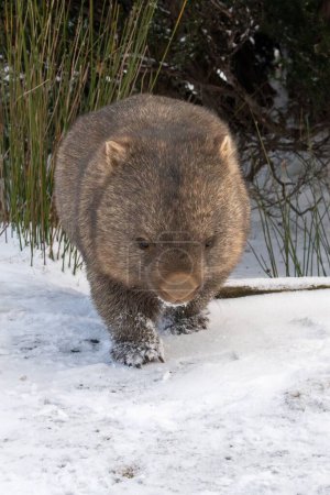 Photo for A cute, fluffy wombat walking on the snowy ground in winter in Tasmania, Australia - Royalty Free Image