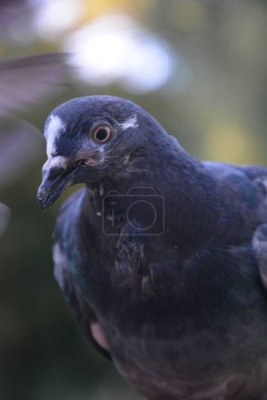 Téléchargez les photos : Mise au point peu profonde d'un oiseau pigeon - en image libre de droit