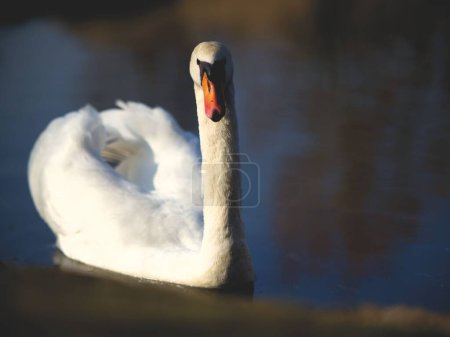 Photo for A beautiful view of a swan swimming in the lake. - Royalty Free Image