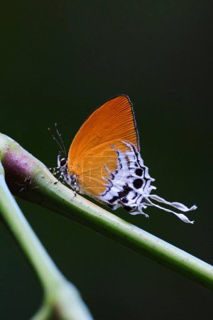 Foto de Un primer plano vertical de una mariposa Drupadia ravindra en la familia Lycaenidae de pie sobre tallo verde - Imagen libre de derechos