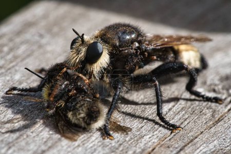 Téléchargez les photos : Une mouche jaune assassinée ou une mouche jaune voleuse avec un bourdon comme proie - en image libre de droit