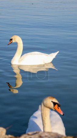 Foto de Un plano vertical de dos hermosos cisnes blancos nadando en el río Danubio - Imagen libre de derechos
