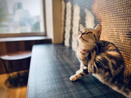 Photo for A closeup of a cute striped cat on a table looking up - Royalty Free Image