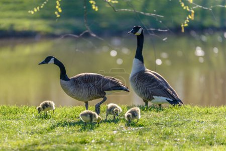 Photo for A selective focus shot of Canada geese with goslings - Royalty Free Image