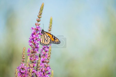Photo for A monarch butterfly on purple flowers - Royalty Free Image