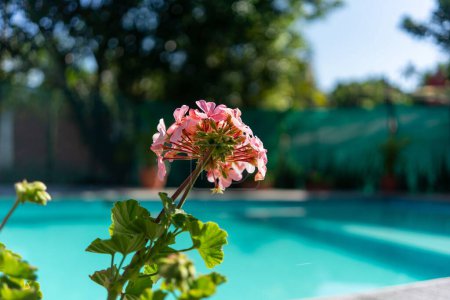 Téléchargez les photos : Gros plan d'une fleur rose vif de bec de grue près de la piscine en plein jour par une journée ensoleillée - en image libre de droit