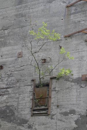 Téléchargez les photos : Plan vertical de branches minces aux feuilles vertes poussant sur une petite vieille fenêtre dans un mur de béton - en image libre de droit