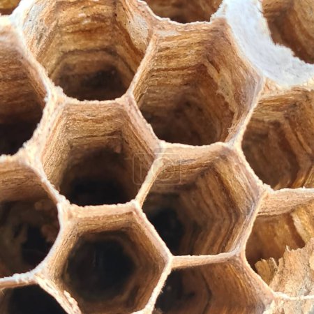 Téléchargez les photos : Un gros plan de ruche avec des cellules hexagonales et des motifs - en image libre de droit