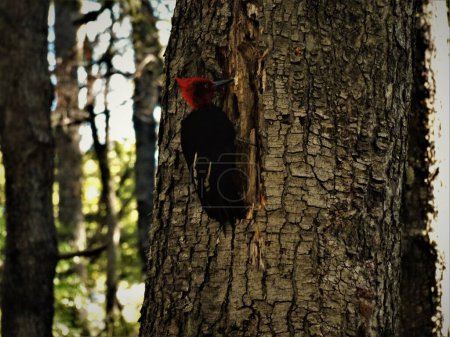 Téléchargez les photos : Un pic de Magellan scrutant un trou dans un arbre - en image libre de droit