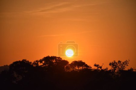 Foto de Una vista panorámica de las siluetas de los árboles sobre el fondo de un cielo naranja al atardecer con sol redondo - Imagen libre de derechos