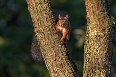 Photo for A closeup of a red squirrel (Sciurus vulgaris) on a tree - Royalty Free Image