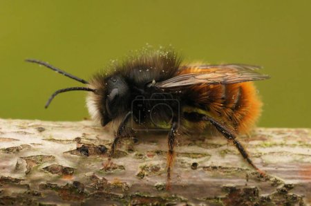 Téléchargez les photos : Gros plan d'une abeille mâle cornue, couverte de pollen, sur une branche de bois au fond jaune - en image libre de droit